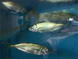Seasonal fish Oita brand fish