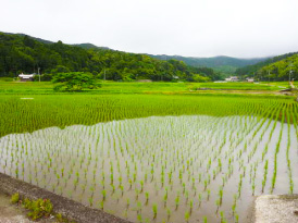 delicious rice grown in Oita Prefecture